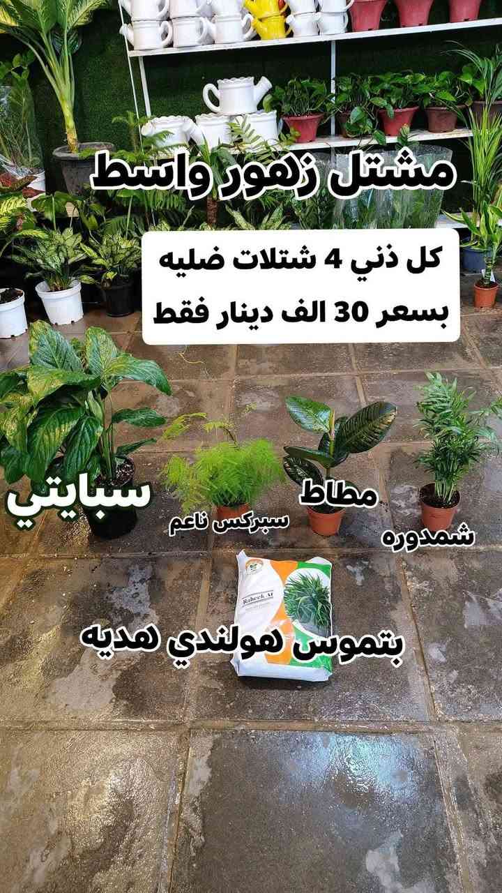 عروض شهر رمضان الكريم 4 نباتات ضليه بسعر 30,000 فقط بتموس هولندي هديه
يفتح المشتل طيله ايام الاسبوع من الساعه 8:00 صباحا والى الساعه 11:00 ليلآ
#مشتل_زهور_واسط العنوان كوت فلكه الحاوي شارع مجمع دمشق الطبي مقابل ابتدائية الكوت للتعليم الأساسي #يوجد_توصيل_داخل_الكوت
*********** لطلب والاستفسار واتساب  او مراسله الصفحه الشخصيه بلال الواسطي🌹😊
