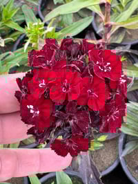 مشتل • علي مناف • نباتات