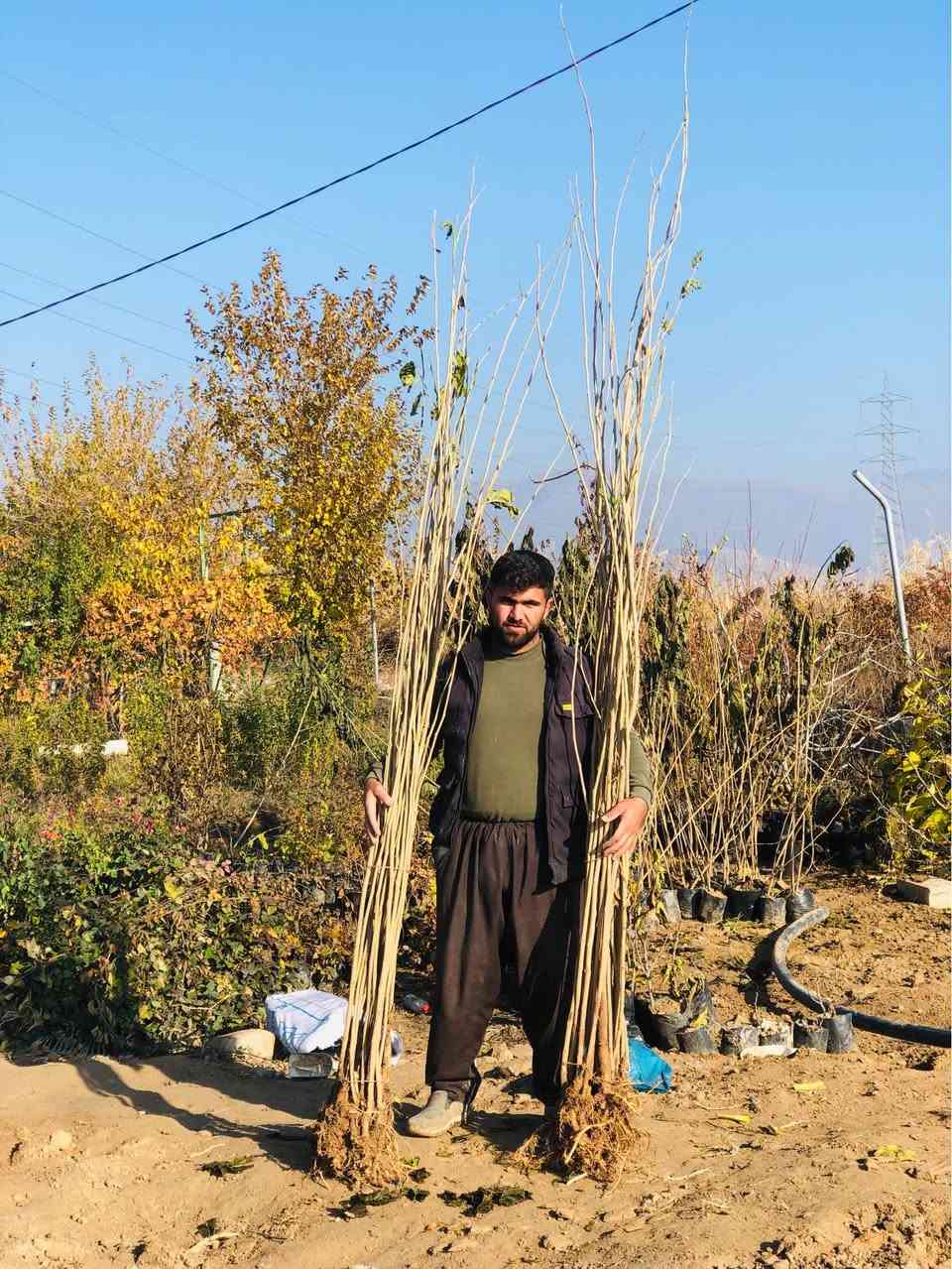 ‎🍀توی رەشی کەنەدی 🍀

‎نرخ ۲٥٠٠
‎یەک سال دوای ناشتنی بەردەگرییت 

‎بەریکی زۆر دەگریت 

‎تامیکی خۆشی هەیە

‎بەرزی نەمام مەتریک و نیوە 

‎گەیاندن هەیە بۆ هەمو کوردستان
‎بۆداواکردنی پەیوەندی بکەن 
***********
***********

‎ناونیشان 

 ‎رانیە گوندی کانیماران رانية, السليمانية
