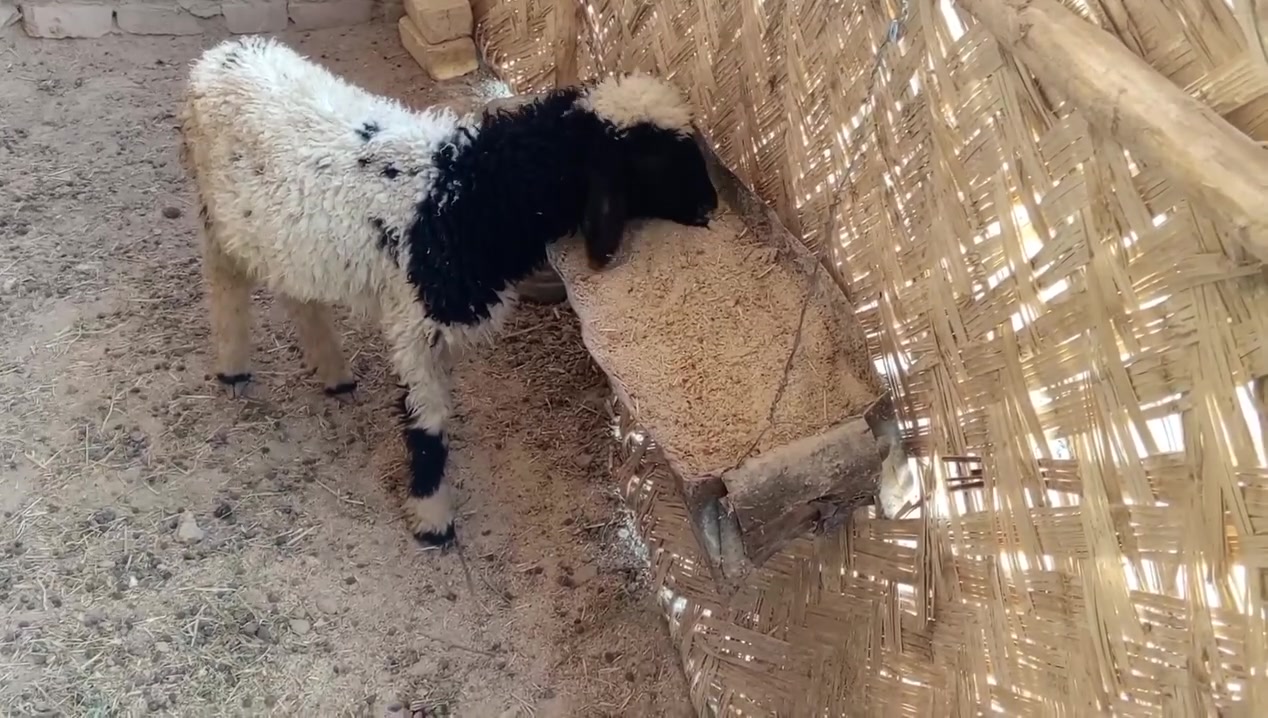 السلام عليكم جمعه مباركه للجميع 

طليان ذكر ونثايه اثنين خشنات وسمان شحم ولحم 

مشروطات من كلشي مكاني بالفهود والشراي يدلل راسلني خاص وتدلل //الاسعار =

 الذكر  الخشن ب 250 بي مجال للشراي 

النثيه الخشنه ب 240 وبيهه مجال للشراي يدلل 

النثيه الزغيره ب 155 وبيهه مجال للشراي يدلل


**إذا كنت صاحب هذا الإعلان وتريد حذفه لأي سبب، رجاءا أرسل رسالة إلى الدعم الفني**