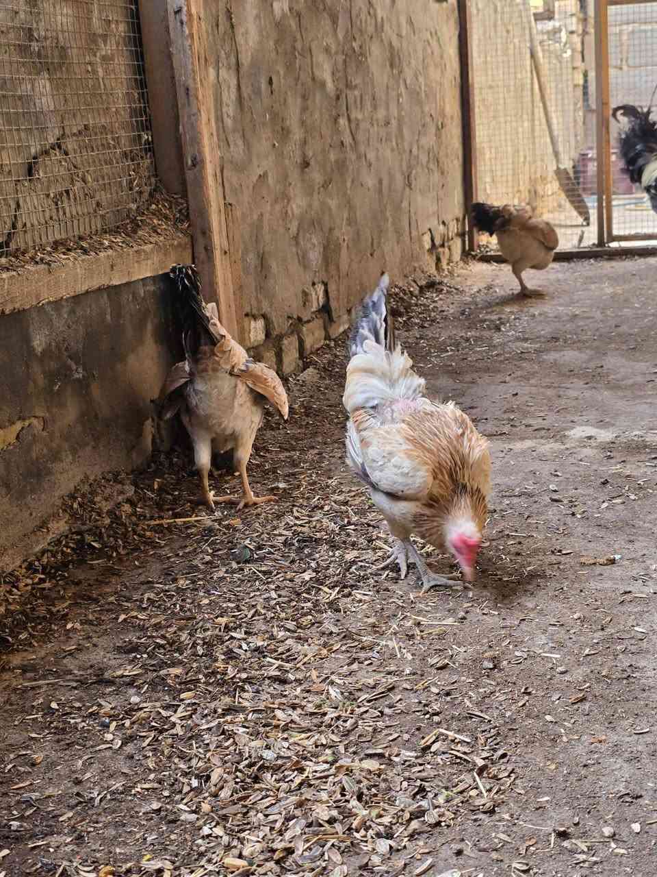 يالله متاح فواتح خط اول ٩دجاج +ديج ماخذات لقاح رباعي كلهن بيضات شرط عمر ٨ اشهر ونص عنوان بابل مسيب تصال فقط ***********
