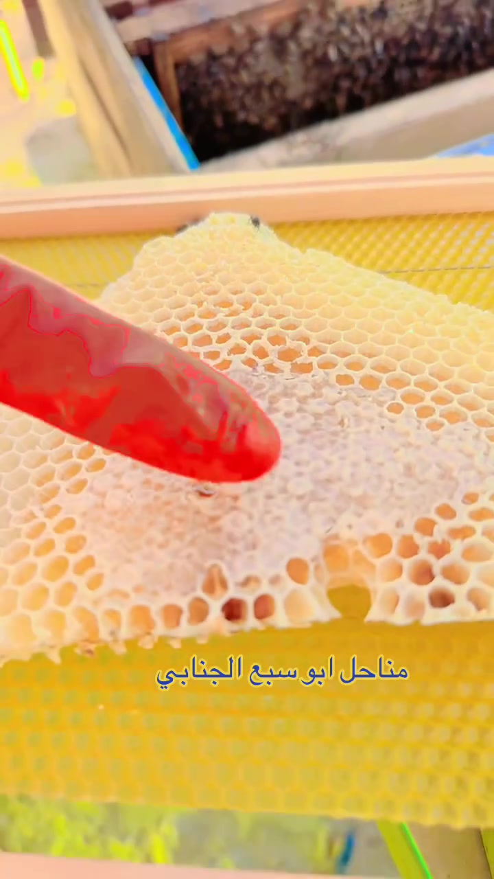 #مشاهدات
#اكسبلور
#ترند
#فيديو
#ريلز
#ريلز_فيسبوك
#viral
#reels
#explore
#fyp
#trending
#عسل
#نحل
#تربية_النحل
#مناحل_أبو_سبع_الجنابي

ب


**إذا كنت صاحب هذا الإعلان وتريد حذفه لأي سبب، رجاءا أرسل رسالة إلى الدعم الفني**