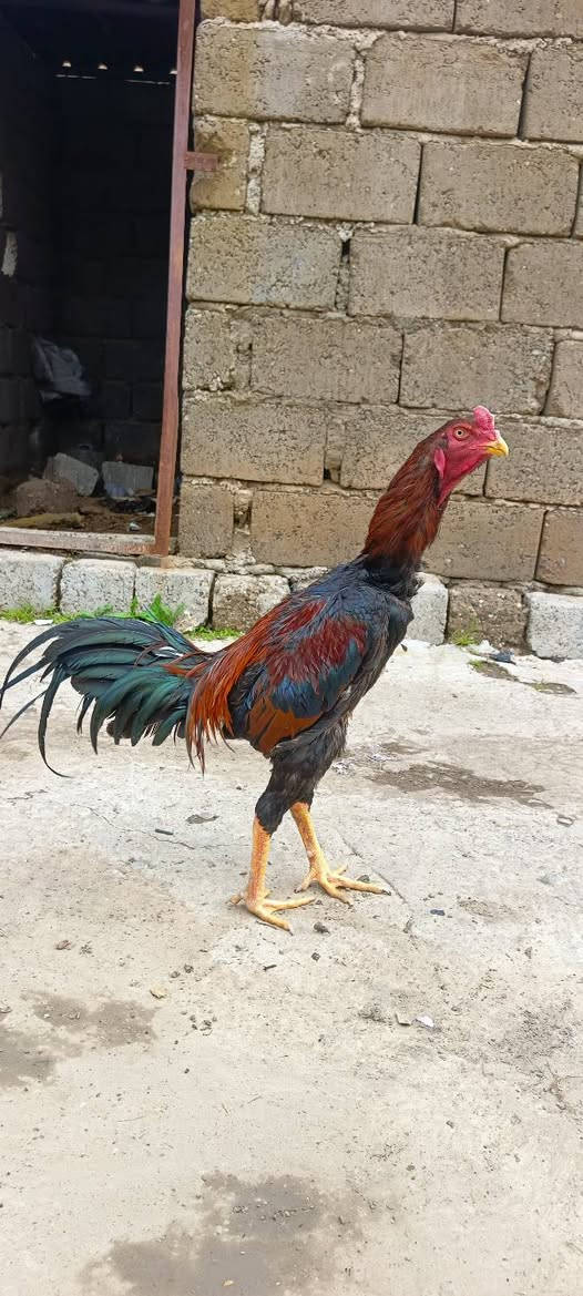 متاح ديج هندي مخلف عمرة ١١شهر وجهة ناشف منكارة حاد بعدة باول ريشة سعرة 40مكاني جنوب الموصل 
***********
***********
