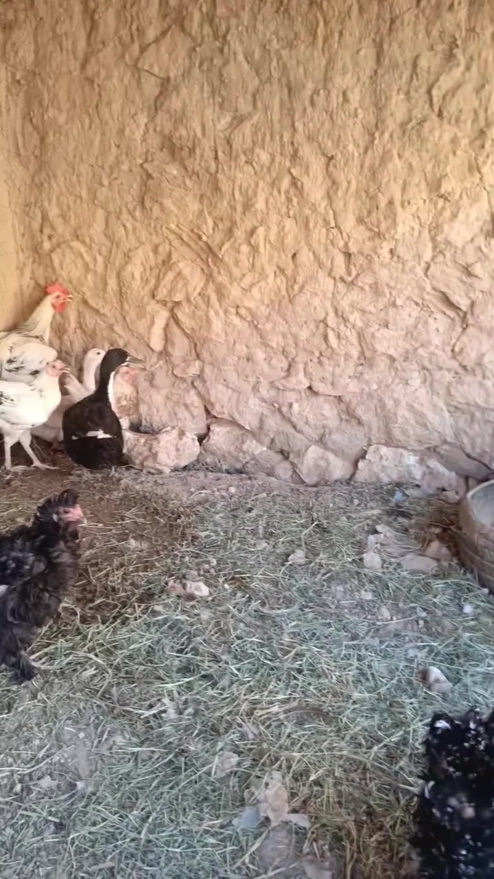 للبيع ديوكه ودجاج عرب نصاح وبياض ونظيف زوج 25 شلع بي مجال مكاني بروانه
***********
