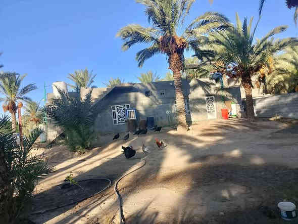 السلام عليكم
للبيع....
بستان +بيت
 المساحة 3260 مربع 
مساحه البيت ٣٥٠ م
زراعي بناء مرتب حديث بلوك
طابق واحد يتكون من ٥ غرف صحيات داخليه وخارجيه
نخل مثمر عدد ٣٠ نخله حديقه اماميه للبيت
عقد ١١٧ بستنه بي معامله تطويب ماشيه
على نهر دجله يبعد عنه ١٠٠ متر
ويبعد عن شارع التبليط ١٠٠ متر
يمه مدرسه ومسوصف وخدمات كامله
دواخل البيت جدآ نضيف وجديد
واليحب يتفضل ادزله فديو للبيت

المكان النعمانيه الكراده
السعر ٧٥
موقع ممتاز
للأستفسار***********
***********
