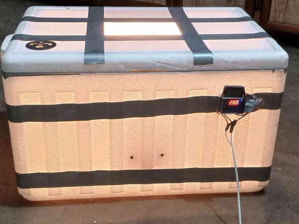 فقاسة للبيع بعدها جديده ما مستخدمه شغل ايدي نوعية اصليه سعرها ٥٥الف للتواصل  ***********
