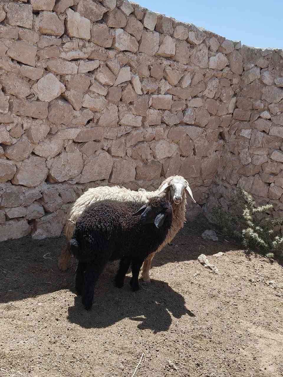 متاح فطايم حلوات واحد عشمه واحد سود خشنه وسمن حلال نضيف درجه أول فول مكفول وين جنايه عل حلال نضيف سعر خاص مكان بروانه سنجك يوجد توصيل حسب لاتفاق ***********
