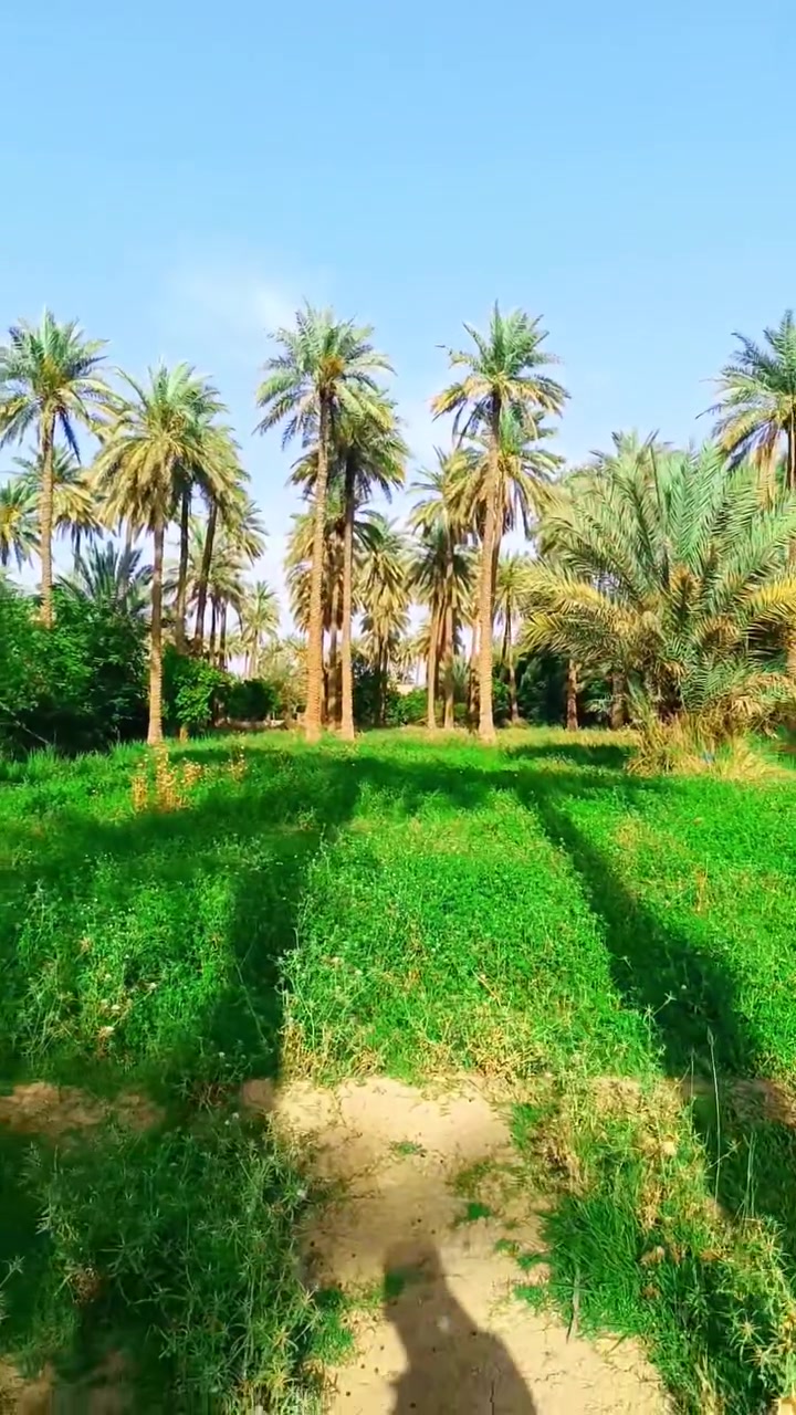 دونم ونص مداور أسهم منطقة السياحي (الدعوم) قرب مرقد ابو هاشم .. الأرض حصة من بستان يقع بين الجدول والهندية (الفرات) لها طريقين من الجدول ومن الهندية ..
دونم ونص مداور أسهم منطقة السياحي (الدعوم) قرب مرقد ابو هاشم .. الأرض حصة من بستان يقع بين الجدول والهندية (الفرات) لها طريقين من الجدول ومن الهندية .. 
للاستفسار ***********
