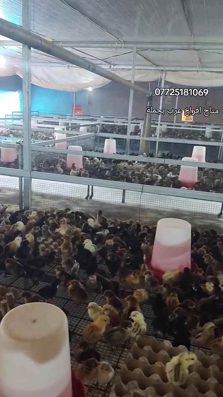 سلام عليكم اخوان 👋👋
متوفر افراخ عرب بجملة 🐣🐥
سحة و نشاط فول و ممتازة💉💉
العمر افراخ يتصل 3الي4ايام بسحة جيد جدا نرسلكم ،💉💯👍
الحمد لله اكثر الوجبات مبيوع و محجوز 👀
توصيل متوفر بجملة بعد الاتفاق أن شاء الله 🤗
مكاني سليمانية قضاء كلار،،🫶
اشراي يتصل على الرقم يحجز من قبل 📞☎️📞
اقل عدد البيع الف تك،،.   ***********
