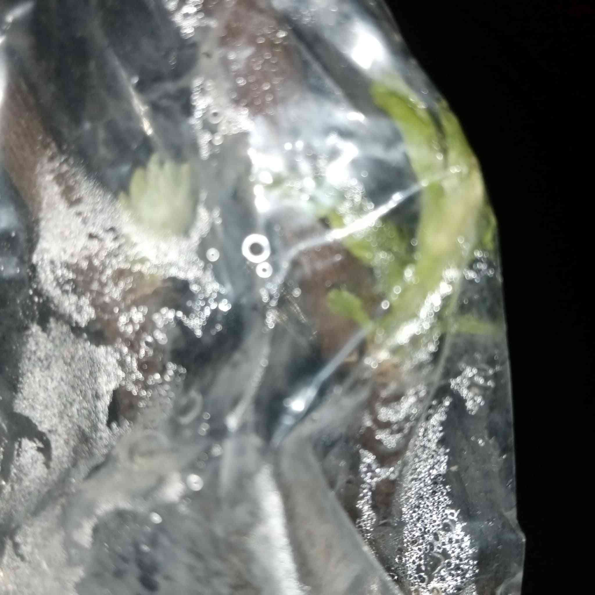 اخوان الي عنده شجره نبك بالبيت
ماعليك سوا الاتصال او المراسله ادزلك اقلام 
عدي انواع من ارقه انواع النبك
تفاحي بصراوي
زيتوني
باكستاني احمر بدون نوه

عدي توصيل لكل المحافظات
شكرا ادمن المحترم ربي يوفقك يا طيب القلب  تصل وتساب ***********
