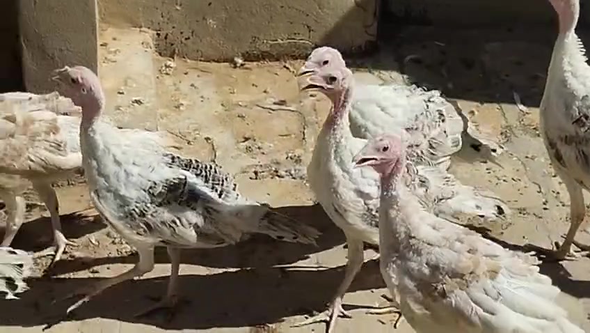 من رخصة مدير كروب 
مكلف بل نشر 
سلام عليكم متاح فسيفسات العدد 7 العمر اربعه اشهر  مكان محاويل رقم الموبايل *********** / ***********
