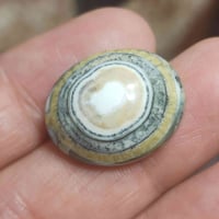 فصوص داودي يماني • توصيل • حجز خاص