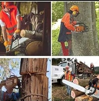 قطع لشجار بغداد 07818645274