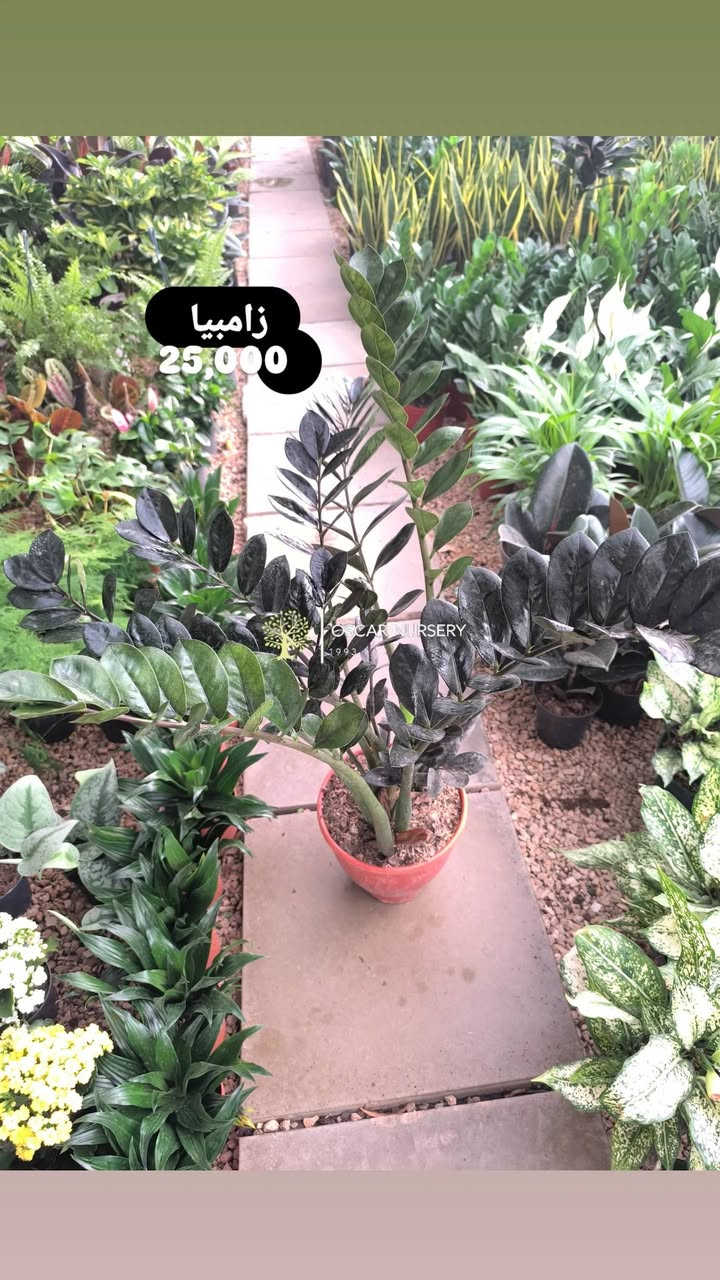 🌿 نبات الزامبيا — الأناقة مع أقوى تحمّل ✨

إذا تريد نبات شكله راقي وما يحتاج عناية متعبة، فالزامبيا هو الخيار المثالي 👌
يتحمّل قلة السقي والإضاءة الداخلية، لذلك يعتبر من أفضل النباتات للمكاتب والبيوت 🌱

متوفر عدنة بـ 5 أحجام مختلفة
ومتوفر:
🇳🇱 هولندي
🇮🇷 إيراني

✅ أوراق كثيفة ولمعة جميلة
✅ جودة نباتات ممتازة
✅ تربة نظيفة وعناية عالية بكل شتلة

نعتني بأدق التفاصيل حتى يوصللك النبات بأفضل شكل ويضيف لمسة فخامة وهدوء للمكان 💚

📍 زورونا في موقعنا:
مشتل الأوسكار – حي الحنانة – شارع نجف _ كوفة
(مقابل غرفة تجارة النجف و فريندز كافيه ومطعم شريف– مجاور متنزه الحنانة العائلي)

🕗 أوقات الدوام:
من 8:30 صباحاً إلى 8:00 مساءً

📞 للطلب والاستفسار:
*********** – ***********
(اتصال / واتساب / مراسلة عبر فيسبوك)
 متوفر دفع  زين  كاش ومتوفر ماستر  
🚗 يتوفر توصيل داخل النجف
موجودين في تطبيق توترز لبعض المواد الزراعية 
أهلاً وسهلاً بكم دائماً في مشتل الأوسكار 🌹🌹🌹
