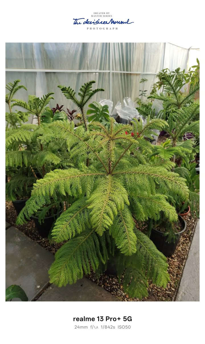 يالله .على بركه الله تم وصول وجبه جديده من نباتات المنزلية. العنوان جمعيه الاولى قرب  مدرسه الفرزدق


**إذا كنت صاحب هذا الإعلان وتريد حذفه لأي سبب، رجاءا أرسل رسالة إلى الدعم الفني**