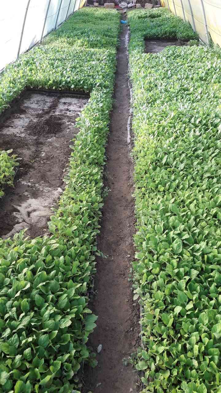 سلام عليكم متوفر دايات على شكل أطباق زراعية باذنجان سوري درجة أولى شرط الشوكي
متوفر فلفل بارد صنف البركة صنف هجين غزير الانتاج جدا شرط مغلفات وليس قواطي 

ومتوفر فلفل حار صنف امبالا صنف غزير الانتاج جدا وكذلك شرط مغلفات وليس قواطي 

ومتوفر خيار مي امريكي صنف صحاري صنف غزير الانتاج جدا ومرغوب تسويقيا كذالك مغلفات وليس قوطيه 

ومتوفر بذور بانيه حسيناويه مال الحلة معروفه متعهد بيه لحين الانتاج أطباق وبذور 

ومتوفر شجر امريكي صنف زيتي غزير الانتاج جدا جدا

ومتوفر خيار عطروزي شرط هجين مغلفات 

وكذلك متوفر طماطه صنف جويل صنف غزير الانتاج جدا جدا كذالك مغلفات وليس قواطي 

وكذلك متوفر شتلات عنب نفس الي بالصورة وكذلك توجد شتلات خوخ زيتي وكذالك توجد شتلات سدر تفاحي ارتفاع من متر وأكثر

وكذلك متوفر شتلات ورد روز ارتفاع مترين العنوان الحلة قرب مرقد السيده شريفة ع السلام

تليفون *********** علما ان هذا الرقم بي واتساب
