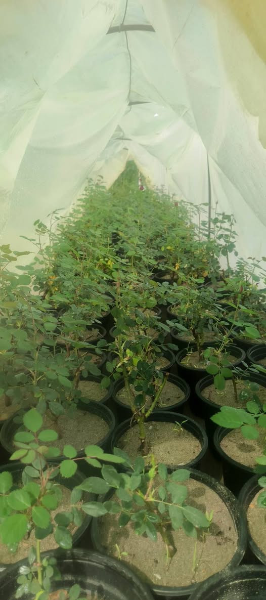 يا الله 🌹
يتوفر  ورد الجوري السلطاني العطري
من أطيب وأجمل أنواع الورد، عطره قوي وشكله يفتح النفس.
كميات خير من الله
والأسعارمناسبة ان شاءالله للجميع إن شاء الله.
📍 العنوان:
مشتل العذاري – شارع زوبع – الصوب الصغير
📞 للحجز والاستفسار:
***********
يتوفر توصيل داخل غماس 
أهلاً وسهلاً بالجميع 🌿
