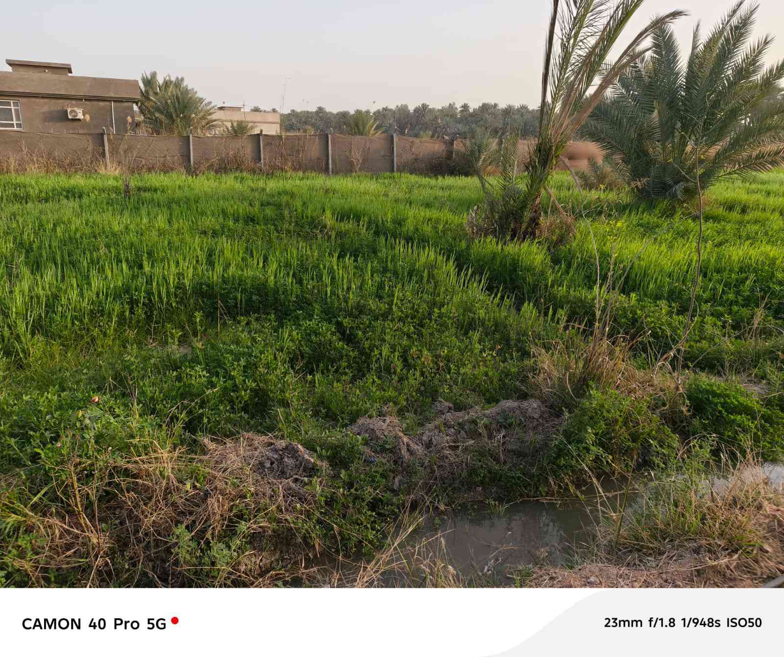 دونم مسيج للبيع سند طابو اعتراف مباشر من صاحب العقار كافه الخدمات الحسينية قصر مصطفى تفاصيل بالفيديو سعر ٣٠٠مع المجال ***********
