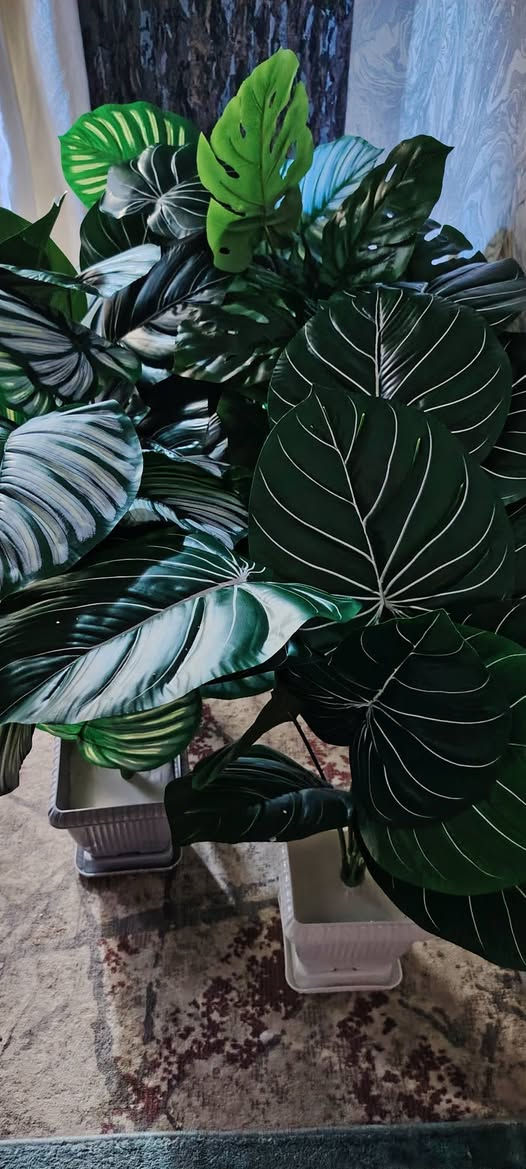 عرض خاص على الأشجار ارتفاع عالي وكثافه والأوراق كبيره وزيتيه قابله للغسل بسعراقل من الجمله سعرالشجره ب(١٥) العرض لفتره محدوده


**إذا كنت صاحب هذا الإعلان وتريد حذفه لأي سبب، رجاءا أرسل رسالة إلى الدعم الفني**