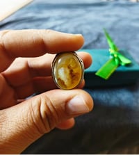 داودي • مصور • توصيل مجاني