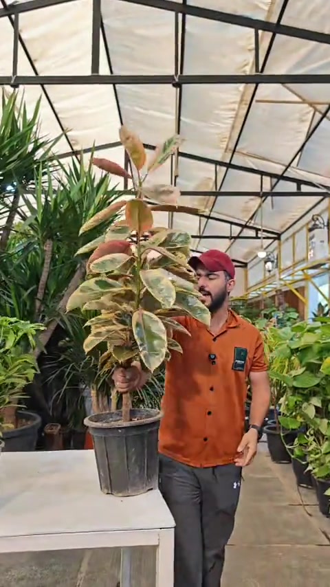 عرض وبسس65 الف  9 نباتات#abed_flower #العراق #نباتات_منزلية🌿🥀 #مشاتل #شعب_الصيني_ماله_حل😂😂 


**إذا كنت صاحب هذا الإعلان وتريد حذفه لأي سبب، رجاءا أرسل رسالة إلى الدعم الفني**