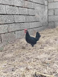 ديج دندراوي • شهرين ونص • ملقح كامل