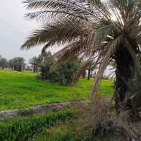 ٤ دونم • سند مستقل • نهر الصب