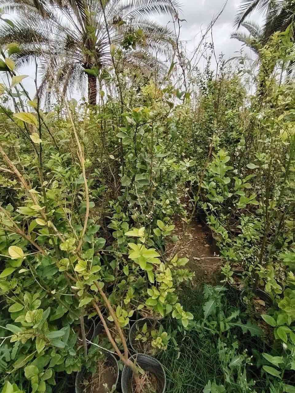 السلام عليكم  اليحتاج شتل برتقال رارنجي ليمون كل الحجام موجوده ان شاءالله غدآ عندابوسفيان وسعرة مناسب في قرية الربيضه مقابيل مدرسة سومر من الساعه 1:00 ضهرآوحته الساعه 7:00 مساء أتصلو*********** أبو سفيان وحياكم الله
