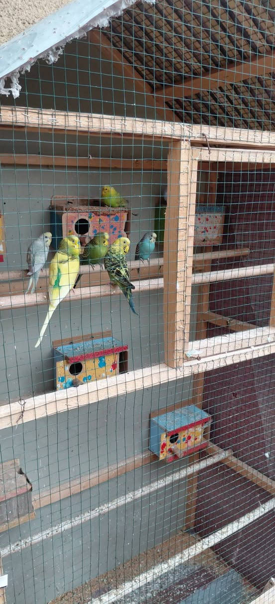 طيور حب للبيع الزوج ب10 بيهن امايات وافراخ


**إذا كنت صاحب هذا الإعلان وتريد حذفه لأي سبب، رجاءا أرسل رسالة إلى الدعم الفني**