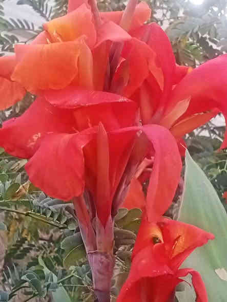 مساكم الله بالخير والعافيه 🌹
نبات  الكنا الهندية او ورد الموز  

تعتبر من النباتات المعمرة الجميلة الخضراء التي تزرع لجمال أوراقها ولزهورها الكبيرة نبتة سريعة النمو قد تصل لارتفاع متر أو أكثر، سهلة العناية والاكثار ولا تتطلب منك الكثير.
الجميل في هذه النبتة أن زهورها تبقى في حديقتك لفترة طويلة فهي لا تتوقف عن الازهار إلا في فصل الشتاء ألوان الزهور تتراوح بين الأحمر والأصفر والبرتقالي ولون الأوراق قد يكون أخضر بالكامل أو أخضر مصفر أو برونزي أو بلون أرجواني قريب من السواد سبب الاختلاف بسبب تعدد أنواع نبات الكنا.

    العناية بنبات الكنا  

 تحتاج نبتة إلى الكثير من الشمس والحرارة والرطوبة فتزرع بمكان تصله أشعة الشمس المباشرة 4..5 ساعات يومياً على الأقل مع كونها تتحمل الأماكن الظليلة جزئياً 

 تفضل أن تكون التربة خفيفة جيدة التصريف للمياه

 وأن تكون التربة رطبة باستمرار وتروى بمعدل 3-4 مرات أسبوعياً صيفاً ومرة واحدة شتاءً.

نبتة الكنا لا تقلم فقط تزال الأوراق الجافة والسيقان والزهور التي ذبلت

يفضل تسميد نبات الكنا بمعدل مرة شهرياً بالسماد المتوازن NPK لتشجيعها على الازهار بشكل مستمر أو مرتين على الأقل سنوياً بأي سماد عضوي.

تتكاثر نبتة الكنا بالتقسيم في فصل الربيع فالنبتة عندما تكبر تنتج خلفات بجانبها يمكن أخذ واحدة من هذه الخلفات مع جذورها وزراعتها في حوض جديد به تربة زراعية خفيفة رطبة ووضعها في مكان دافئ ظليل لحين نمو الخلفة وبدء نشاطها ثم نقلها لمكان مشمس كما هو معتاد ... وأيضا عن طريق البذور بالربيع 
عنوانه كوفه شارع عبد العال *********** يوجد توصيل
