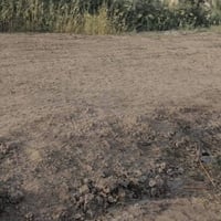 أرض زراعية • ٨٠٠م • طريق سوق الشيوخ