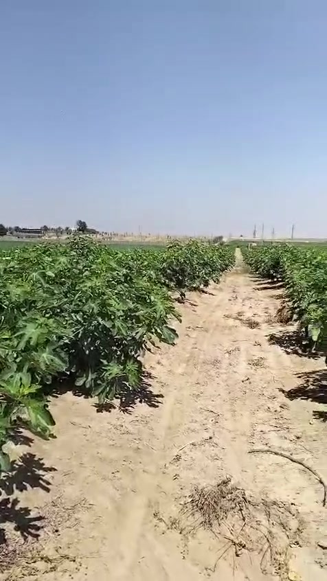 للبيع 🌟 20 فدان  ملك نهائي يوجد بها محول 100 كيلو وسكن وبئر مزروعه تين اسباني مثمر عرض امن الدوله تبعد عن الاسفلت 5 كيلو مياه 800 جزء سعر الفدان 750 الف قابل للتفاوض 01007219807


**إذا كنت صاحب هذا الإعلان وتريد حذفه لأي سبب، رجاءا أرسل رسالة إلى الدعم الفني**