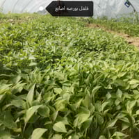 يوجد شتل  فلفل حاد نوع فروله فلفل مدعبل نوع اميرال فلفل بورصه اصابع شت...