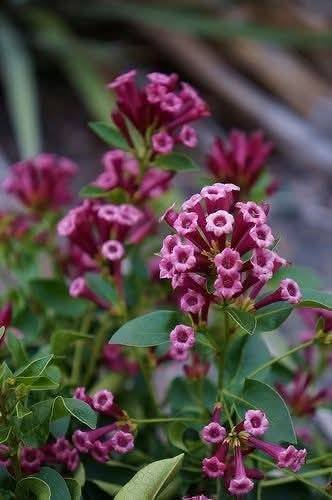 السلام عليكم متابعينا 🤍.
بمناسبه الموسم الربيعي توفرت شتلات جديده من (الياسمين البنفسجي)🪻🪻💜

 السعر ٩ الف 🔥
ارتفاع من 60 إلى 80 سم ✨

الياسمين البنفسجي مو مجرد نبات… هو لمسة فخامة + عطر يهدّي النفس ويخلي المكان كله حياة 💜🌿

🌿 معلومات مهمة عنه:

🌱 نوعه: نبات مزهر (شجيري/متسلق حسب التربية)
☀️ الإضاءة: شمس صباحية أو نصف ظل
💧 الري: معتدل – لما تنشف التربة من فوق
🌡️ يتحمل الحر، لكن يحتاج حماية من البرد القوي
🪴 ينفع للأصص والبلكونات والحدائق

🌸 العناية والتقوية:
🌿 التسميد: مرة كل 2–3 أسابيع بسماد متوازن
✂️ التقليم: بعد الإزهار حتى يكثف ويعطي شكل أجمل
🌱 الإكثار: بالعُقل (قص جزء من الساق وزراعته)

💜 ليش الكل يحبه؟
✔️ لون بنفسجي فاخر وجذاب
✔️ عطر ناعم ينعش المكان
✔️ يعطي منظر كثيف وأنيق بسرعة
✔️ خيار مثالي للهدايا 🎁
📍 متوفر توصيل لجميع محافظات العراق 🚗 🚗 
📍 للحجز والاستفسار يرجى مراسله الصفحه او مراسلتنا على واتساب من خلال الرقم:
***********
