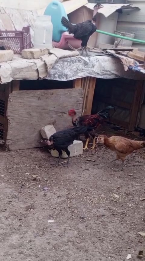 اعيد نشر بسبب وعود كاذبه متاح دجاجات عمر أكثر من خمس اشهر عدد ٤ ديج و ٣ دجاجات شلع ب٣٥ قفل اذا مفرد تك ب١٠ ما بيهن مجال ولا ربع مكاني ناصرية قضاء جبايش


**إذا كنت صاحب هذا الإعلان وتريد حذفه لأي سبب، رجاءا أرسل رسالة إلى الدعم الفني**