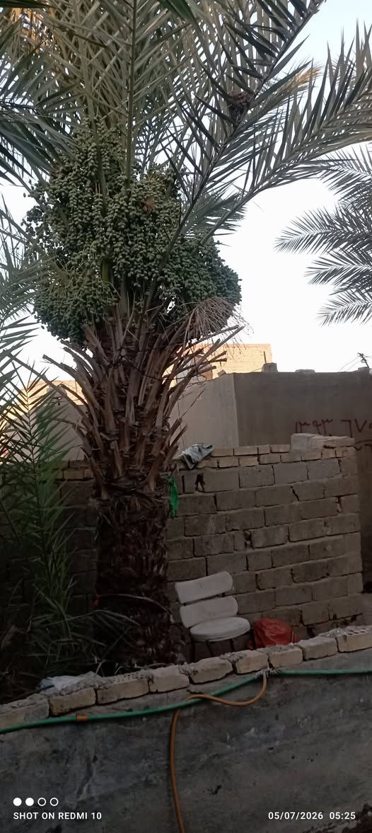المساحه ٦٢٥ طابو زراعي سند ٢٥ مرقم من قبل البلديه العنوان خلف حي الفرات مقابيل الطاقه الشماليه طريق السنيه السياحي  الاتصال ***********
