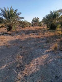 بابل أبو غرق • أرض زراعية • دونم ونص