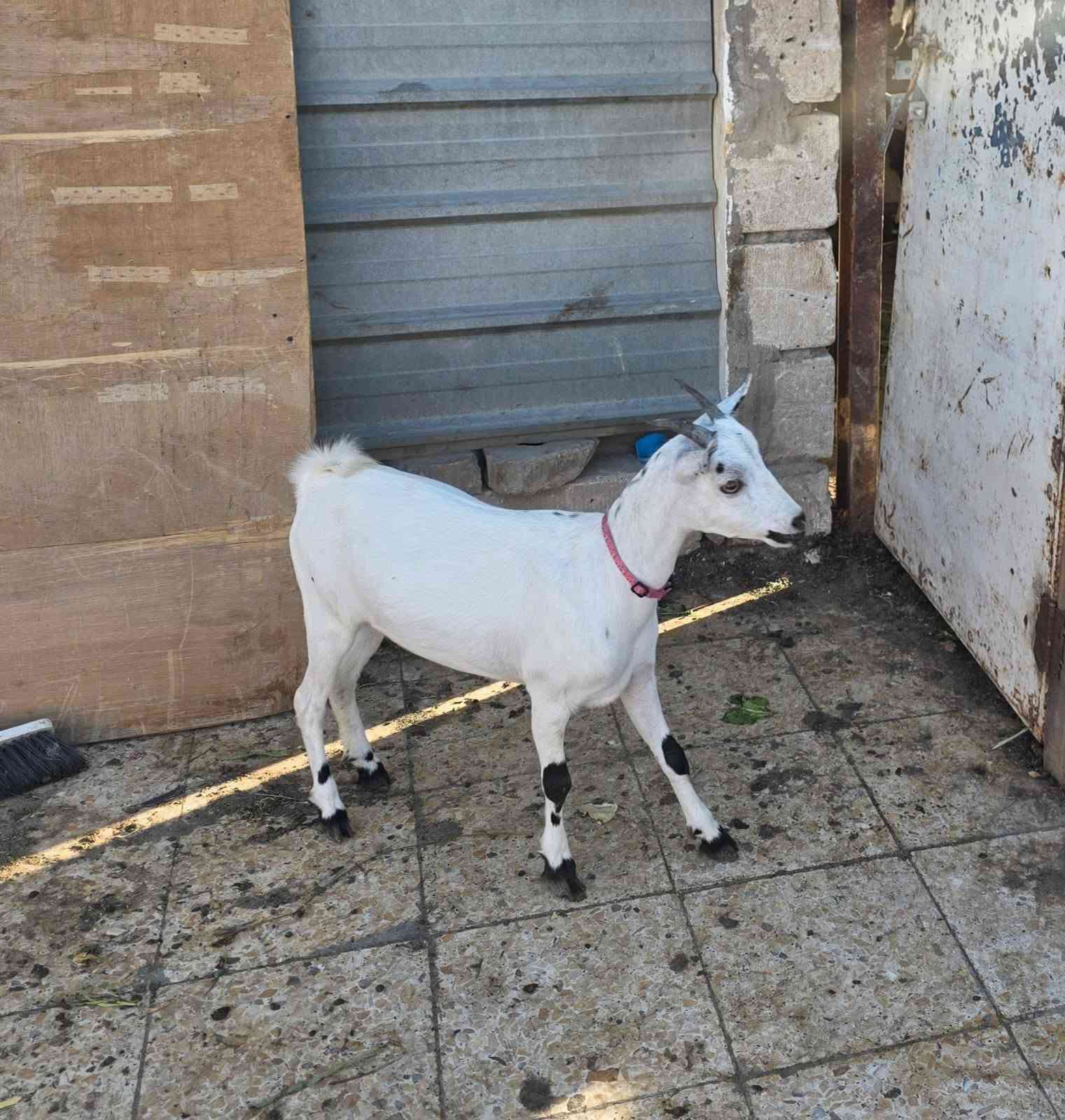 بصره ***********قزم فول

