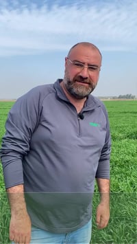 حنطة • برنامج تسميد • اليوسفية علوة الرمل