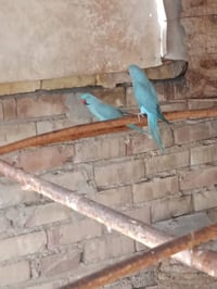 متاح 500الف قفل مكاني ازهيرات استفسار اتصال برقم 07707345436