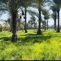 دوانم • تويثة الوردية • المدائن سلمان باك