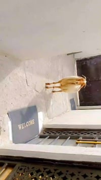 نعجه صاحيه • مضرع شهرين ونص • البصرة الزبير