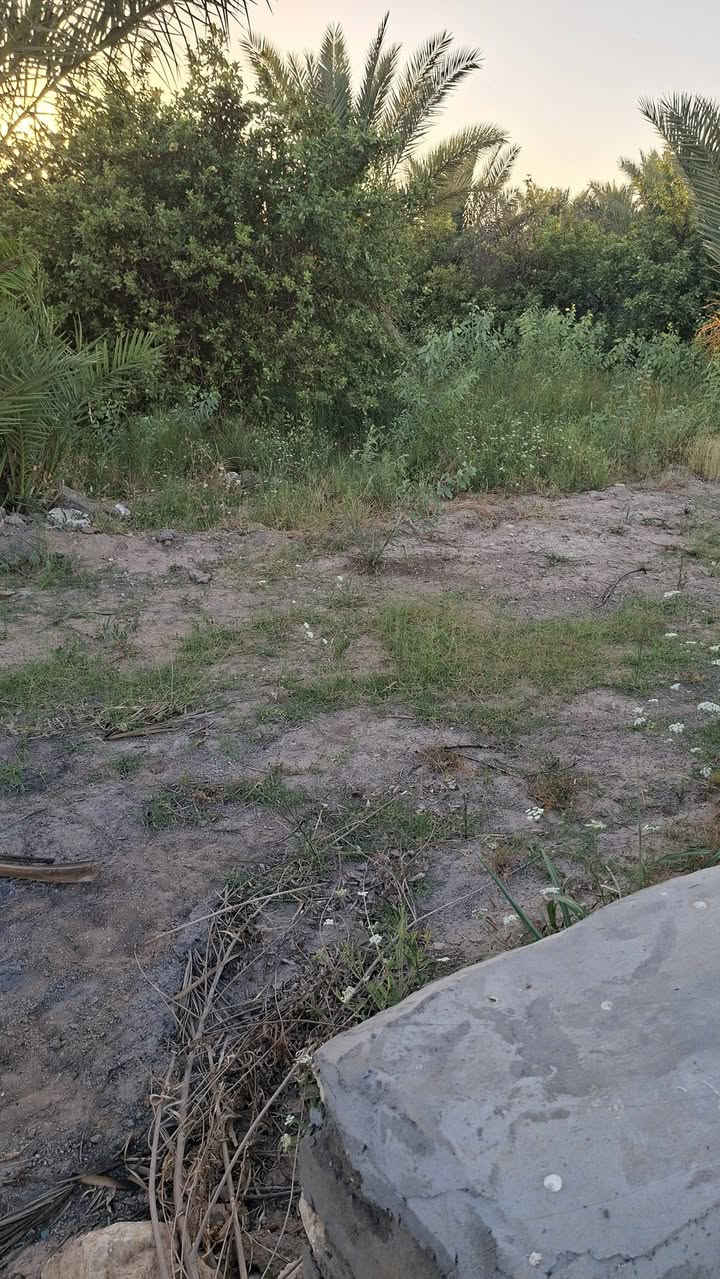 دونم شاطيه للبيع الموقع العزيزيه منطقة برينج وجه الدونم ٧٠م طابو زراعي ٢٥ مبني بيه هياكل وحجر كامل موقعه حلو جدا لاستفسار الاتصال بناء
***********
***********
اخوكم حجي علي للعقارات
