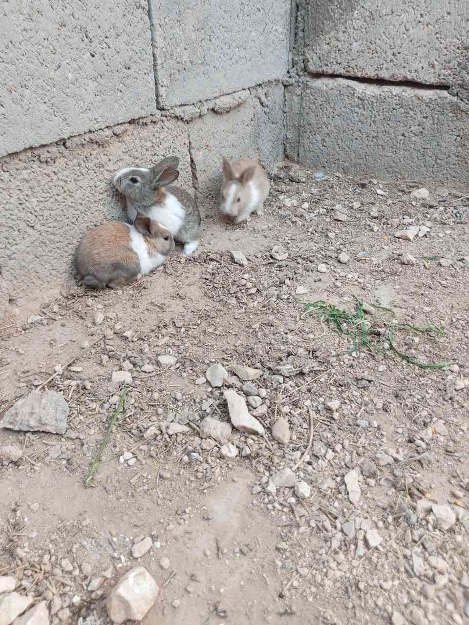 سلام عليكم افراخ ارانب للبيع عدد 12 فرخ سعر الزوج 4 لاف وبيع شلع شراي تفضل خاص


**إذا كنت صاحب هذا الإعلان وتريد حذفه لأي سبب، رجاءا أرسل رسالة إلى الدعم الفني**