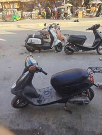 منغولي للبيع سعر 250 قفل07800137633