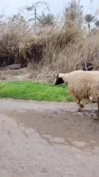 إسلام عليكم إخوان  نعاج ٢  توأمات إصايل مكفولات وراجين المكان بغداد ال...
