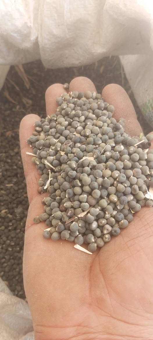 بذور بانيه خير من الله درجه اولى معربه ***********
