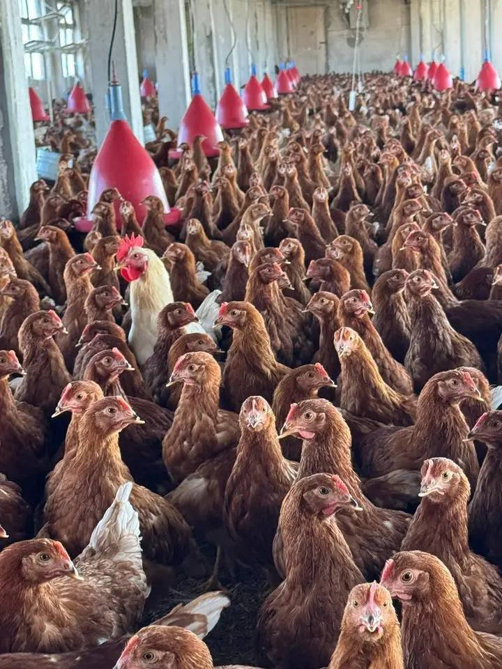 *🐔 مزرعة دواجن للإيجار | استلام فوري 🐔*

*جاهزة من كل شي: مياه + كهربا 3 فاز*

*المساحات والطاقة الاستيعابية:*
*100 متر* → *1000 كتكوت*  
*200 متر* → *2000 كتكوت*  
*300 متر* → *3000 كتكوت*  
*400 متر* → *4000 كتكوت*  
*500 متر* → *5000 كتكوت*  
*600 متر* → *6000 كتكوت*  
*700 متر* → *7000 كتكوت*  
*800 متر* → *8000 كتكوت*  
*1000 متر* → *10000 كتكوت*

*موقع مميز + تهوية ممتازة + أمان كامل*

*للاستعلام:*  
📞 01092736945  
📞 01115627824


**إذا كنت صاحب هذا الإعلان وتريد حذفه لأي سبب، رجاءا أرسل رسالة إلى الدعم الفني**