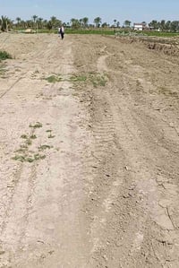 منظمة حميد شعبان • نصف دونم • طابو 25