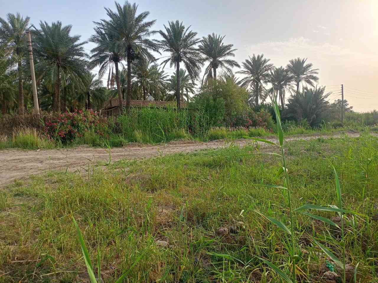 🌴 للبيع أرض زراعية مميزة 🌴

📍 الموقع: واسط – العزيزية
🛣️ طريق بغداد / العزيزية
✅ الواجهة مقابل الشارع العام مباشرة

📐 المساحة: ١١ دونم
📄 النوع: طابو زراعي رسمي
🌴 تحتوي على بساتين نخيل مثمرة
💧⚡ الخدمات متوفرة بالكامل (ماء وكهرباء)

✅ الأرض صالحة للزراعة والاستثمار والسكن الزراعي
✅ موقع ممتاز وحيوي وقريب على الخدمات

للاستفسار والتواصل على الخاص أو الاتصال:[. ***********        ]
